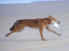 Dingoes eat a diverse range of food, including mammals and marine life washed up on shore.