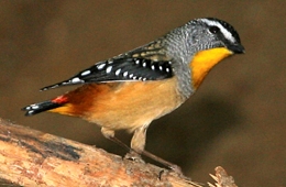 Spotted pardalote photographed on the Tunnel bypass track, Dularcha National Park. 