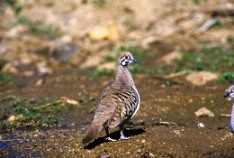 Squatter pigeons