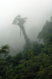 Mist-shrouded rainforest on the Kennedy Highway, which passes through Kuranda National Park. 