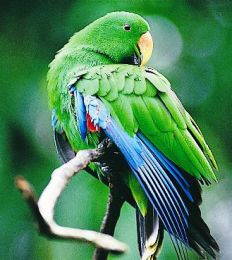 The park is a refuge and stronghold for birds also found in New Guinea, like the eclectus parrot (Wathaalamu). 