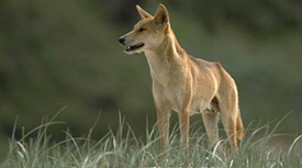 Adult female dingo K'gari.