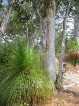 Image of scribbly gums and grass trees which grow at the Point Glorious Lookout.