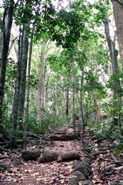 The upper portion of the walking track from Dalziel Ave travels through mabi forest. 