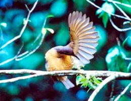 Victoria's riflebird