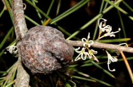 Hakea Hakea actites have needle like leaves and thick seed pods that protect its seeds during bushfires. 
