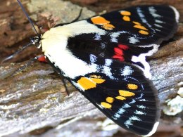 Joseph's coat moth Agarista agricola. 