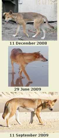 Photo profile of K'gari dingo female purple/yellow/yellow
