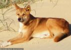 Fraser Island Dingoes