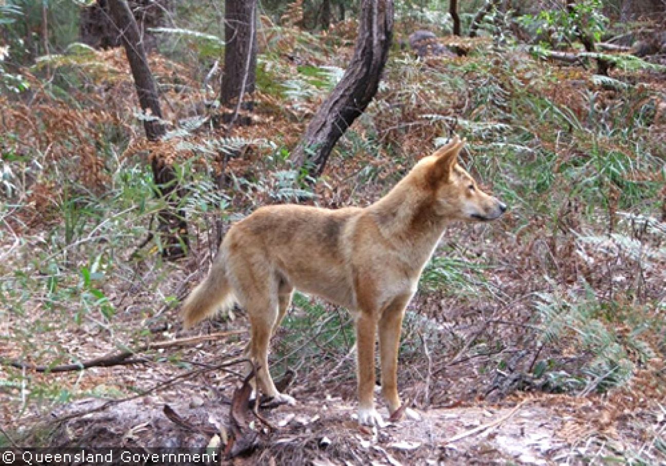 Fraser Island Dingoes