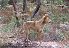 Fraser Island Dingoes