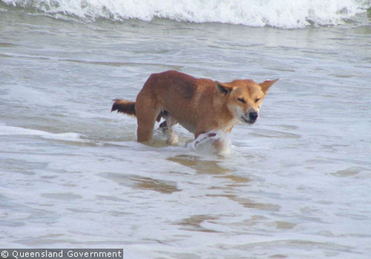 Fraser Island Dingoes