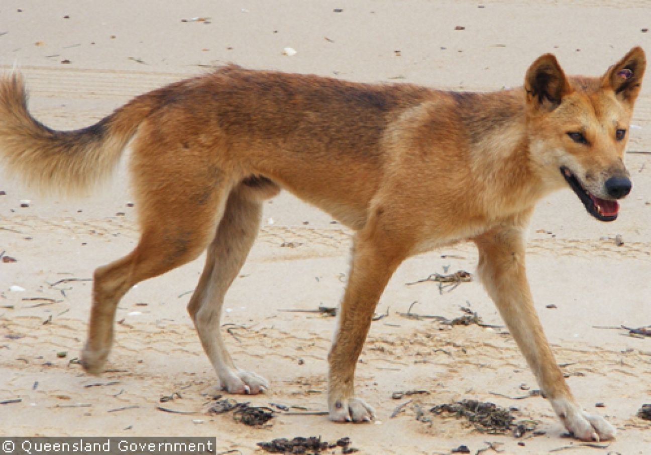 Fraser Island Dingoes