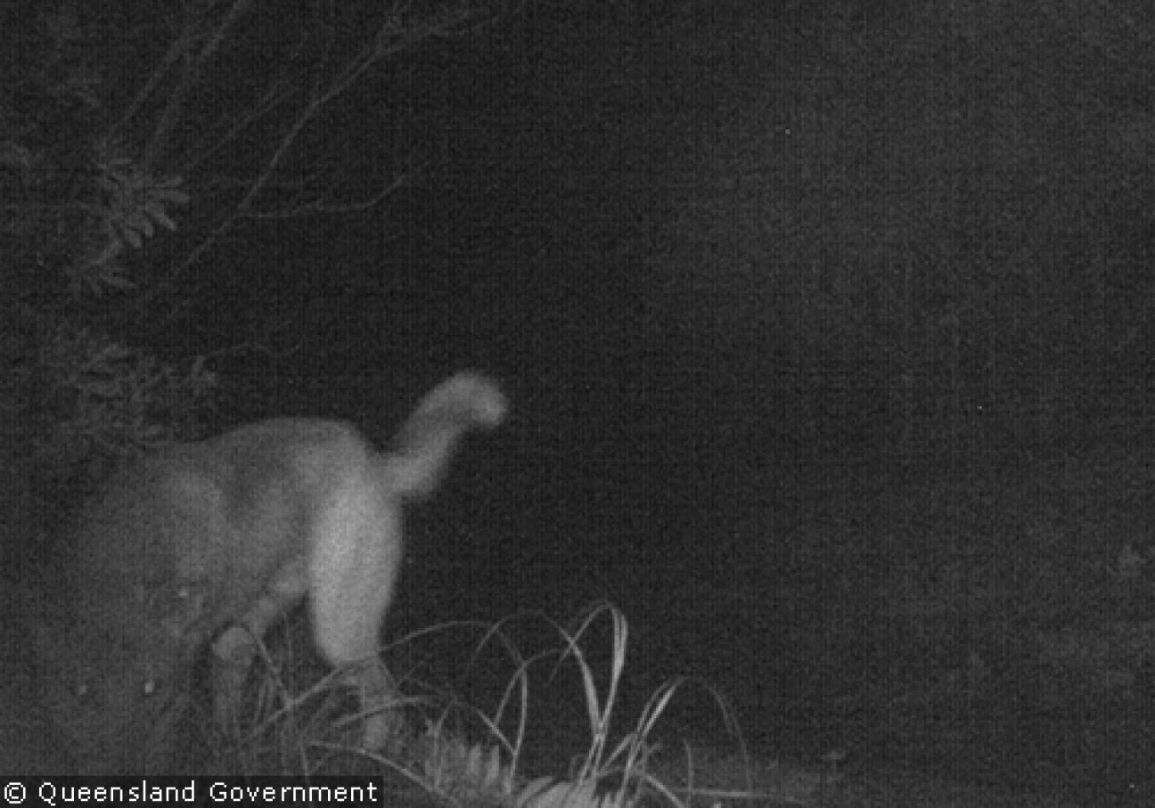 Fraser Island Dingoes