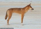 Fraser Island Dingoes
