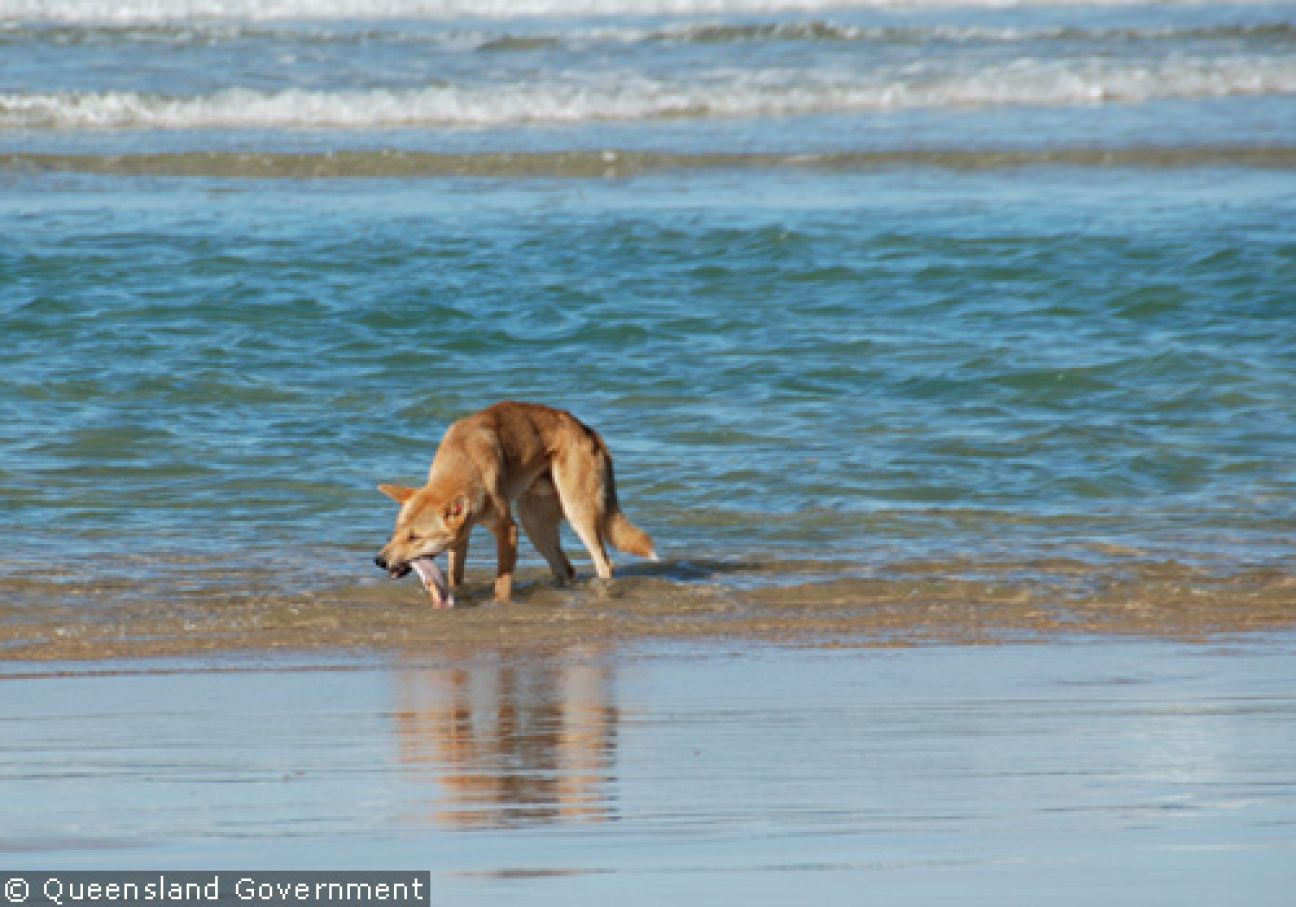 Fraser Island Dingoes