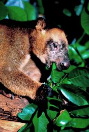 Lumholtz's tree-kangaroo. 