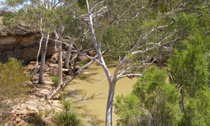 Go in search of wildlife taking refuge from the dry at waterholes and along creeks.