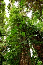 Rainforest trees are festooned with creepers and climbers.