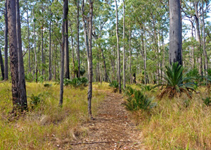 Tall eucalypts and giant cycads are a feature of the Consuelo camping zone