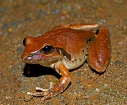 The varied habitats of the Conondales are home to a wide diversity of fauna. Eastern stony creek frog (Litoria wilcoxii). 