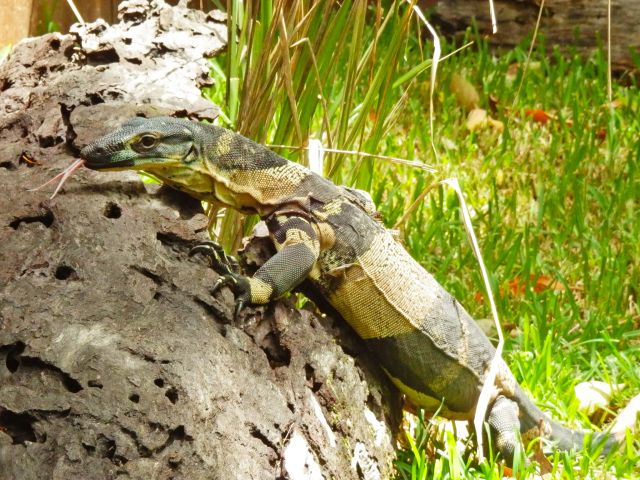 A lace monitor using its forked tongue to 'smell' its surroundings.