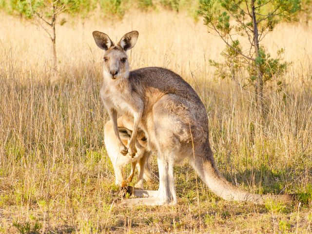 See eastern grey kangaroos on the Western circuit.