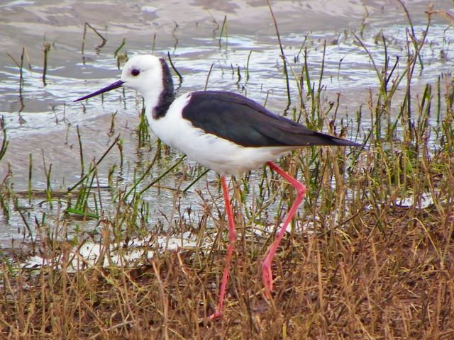 Black-winged stilts may be seen in the tidal wetlands on the Bird Hide walk.