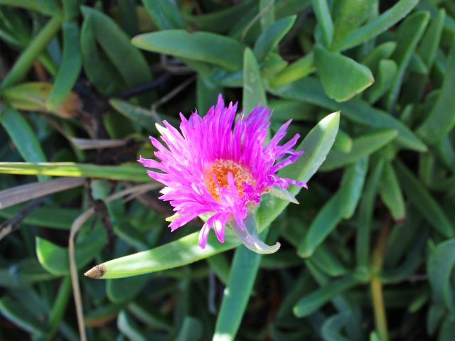 Look for wildflowers in the heathland and on the beaches.