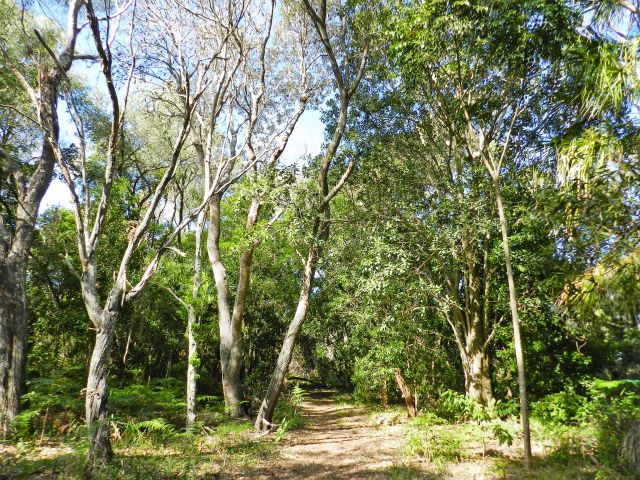 Enjoy the varied native vegetation on the Birdwatchers track.