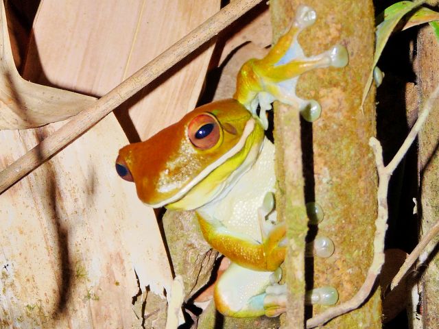 Spotlight at night for white-lipped tree frogs and other nocturnal animals.