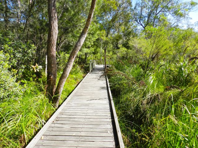 Wander through a woodland of paperbarks along the Seary's Creek boardwalk.
