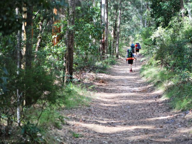 Forests and woodlands along the Cooloola Great Walk provide much needed shade from the sun.