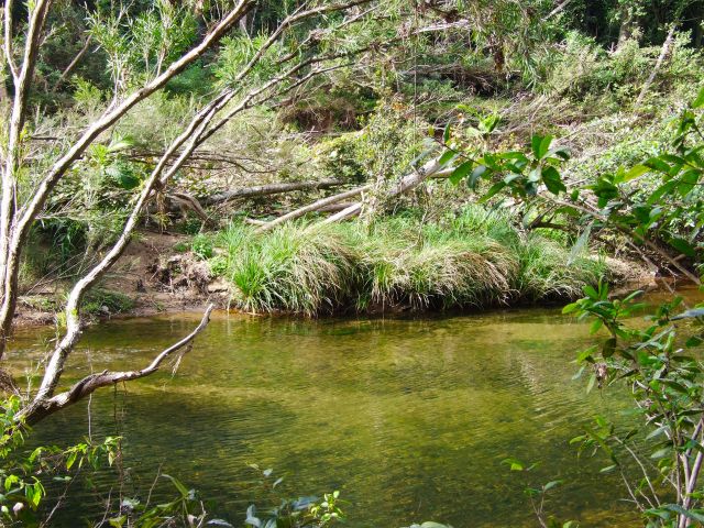 The clear waters of Little Yabba Creek on the Little Yabba circuit.