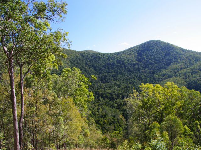 Take in views of luxuriant rainforests in steep shady gullies and tall eucalypt forests on open slopes along the Mount Allan shared trail.