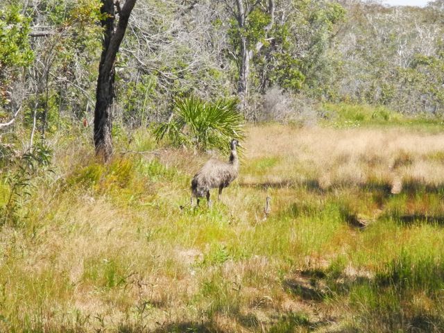 An emu and chicks is a special sighting on the Deepwater coastal drive.