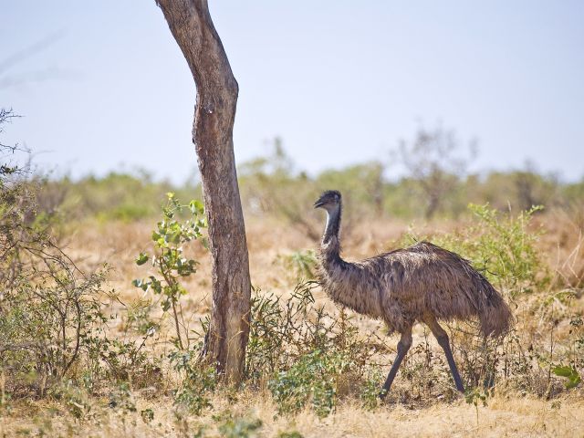 Local emus wander the plains.