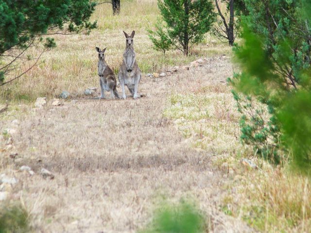 Follow the kangaroos on the Western circuit.