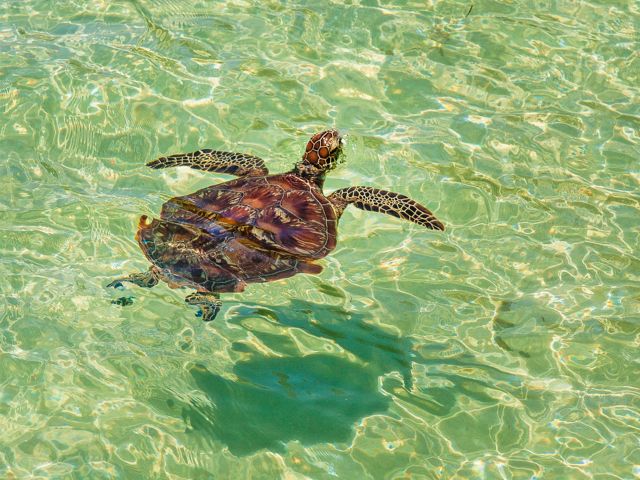 A green turtle glides through the crystal clear water off Green Island's jetty.