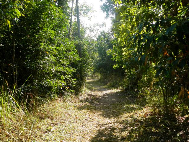 The wide track of the Creek walk meanders through the forest.