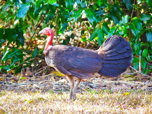 Look for the Cape York form of the Australian brush-turkey with its mauve wattle.
