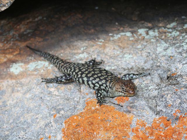 Bald Rock Creek circuit offers great wildlife viewing opportunities. Keep an eye out for Cunningham's skinks.