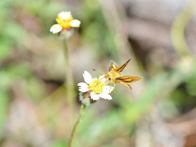 Take the time to look closely for butterflies and other insects attracted to the flowers along the trail.