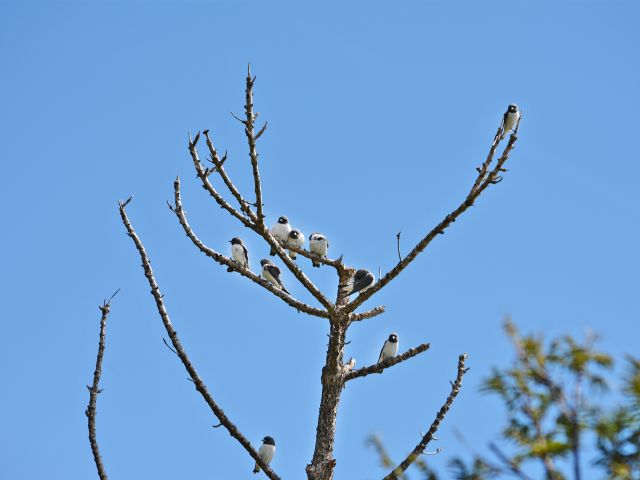 Look up to see birds like these white-breasted woodswallows.
