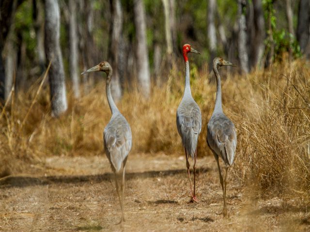 Look for families of saurus cranes along the walk.