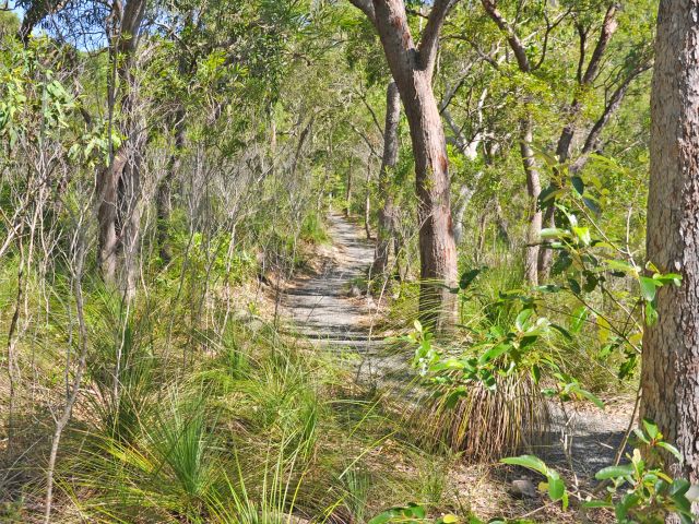 Meander through open eucalypt forest along The Diversity boardwalk.