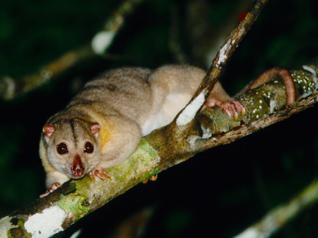 Spotlight along the Chilli Beach forest walk and look for southern common cuscus.