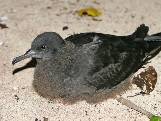 In summer, listen for the mournful howling call of wedge-tailed shearwaters.