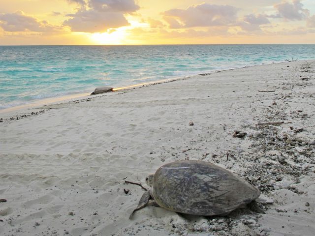 Between November and January, you might be lucky enough to see nesting sea turtles.