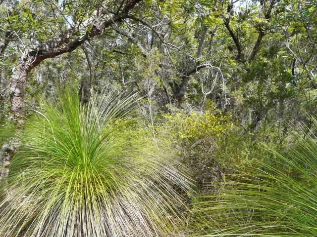 Grasstrees flank the track.
